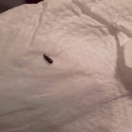 Was sind diese Insekten im Badezimmer und im Schlafzimmer neben dem Badezimmer? ARM DE Community