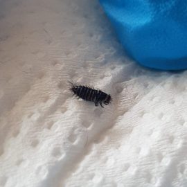was-sind-diese-insekten-in-meiner-couch-2