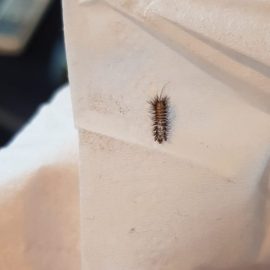 Was sind diese Insekten in meiner Couch? ARM DE Community