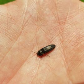 Rasen – Behandlungen gegen Käfer ARM DE Community