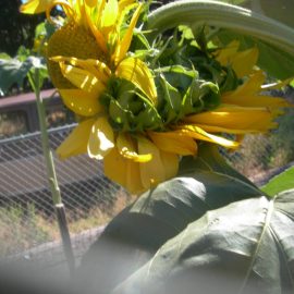 Riesensonnenblume – Kopf klappt aus ARM DE Community