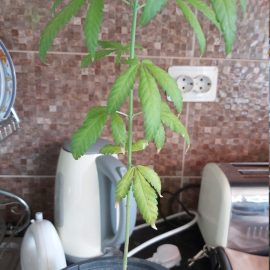 Sativa-Pflanze – gelbe Blätter ARM DE Community