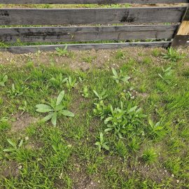 Selektives Herbizid gegen Unkräuter im Garten ARM DE Community