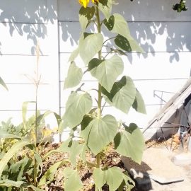 Sonnenblume – warum kräuselt sich der Blütenkopf? ARM DE Community