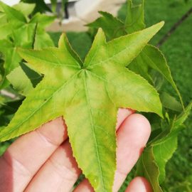 Ahornblättrige Platane – warum hat sie gelbe und braune Blätter? ARM DE Community