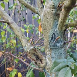 Amerikanischer Amberbaum – schwarzer Schleim auf der Rinde ARM DE Community