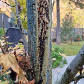 Amerikanischer Amberbaum – schwarzer Schleim auf der Rinde ARM DE Community