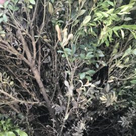 Buchsbaum – warum verliert er seine Farbe? ARM DE Community