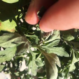 Chrysantheme – Behandlung gegen schwarze Blattläuse ARM DE Community