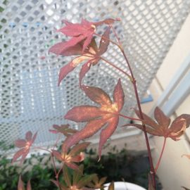 Fächerahorn – verwelkte Blätter mit Flecken ARM DE Community