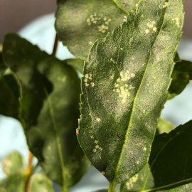 Forsythie – Flecken auf Blättern (Schädlingsbefall) ARM DE Community