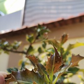 Gewöhnliche Stechpalme mit braunen Flecken auf den Blättern ARM DE Community