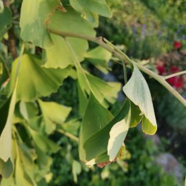 Ginkgo Biloba – warum werden die Blätter der Bäume im Juli braun? ARM DE Community