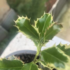 Ilex aquifolium im Blumentopf – braune Blätter ARM DE Community