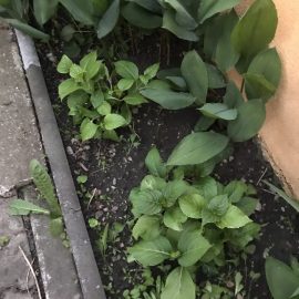 Können Hortensien in der Nähe von Maiglöckchen wachsen? ARM DE Community