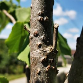 Linde – Löcher in Blättern und Rinde ARM DE Community