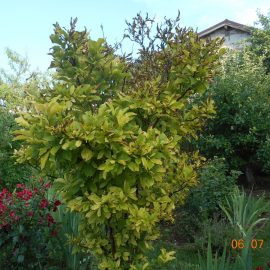 Magnolie – Blätter werden gelb mit braunen Rändern ARM DE Community