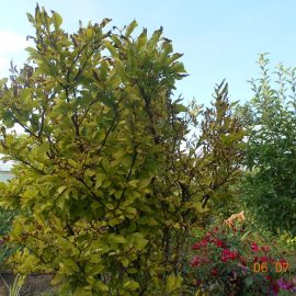 Magnolie – Blätter werden gelb mit braunen Rändern ARM DE Community