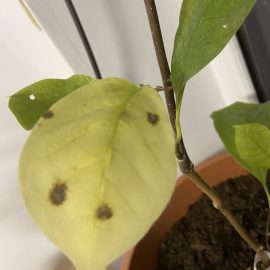 Magnolie – Flecken auf Blättern und kleine, grüne Insekten ARM DE Community