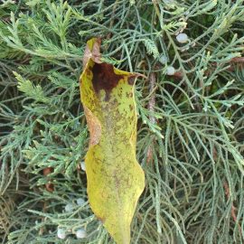 Magnolie mit Blättern, die braun werden ARM DE Community