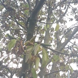 Magnolie mit gelben und verwelkten Blättern ARM DE Community