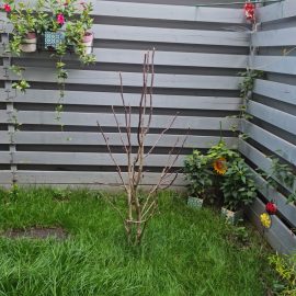 Magnolie ohne Blätter – was kann ich auftragen? ARM DE Community