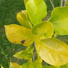 Magnolie – warum werden die Blätter gelb und braun? ARM DE Community