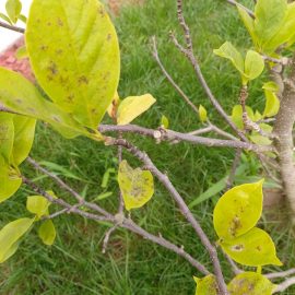 Magnolie – warum werden die Blätter gelb und braun? ARM DE Community