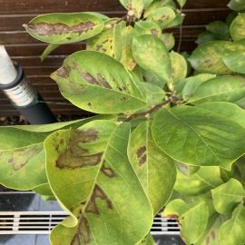 Magnolie – wie entferne ich die braune Flecken auf Magnolienblättern? ARM DE Community