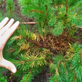 Pinus Mugo mit gelben Nadeln ARM DE Community