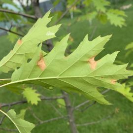 Quercus rubra – Behandlungen gegen Anthracnose ARM DE Community