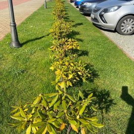 Rhododendron – vergilbte Blätter ARM DE Community