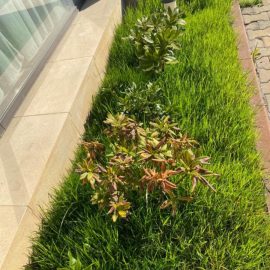 Rhododendron – vergilbte Blätter ARM DE Community