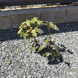 Rhododendron – warum fallen seine Blätter ab? ARM DE Community
