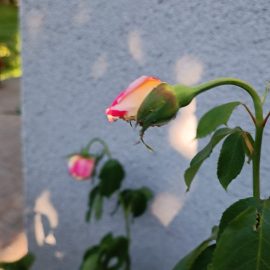Rosen mit Flecken auf den Blüten ARM DE Community