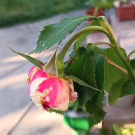 Rosen mit Flecken auf den Blüten ARM DE Community