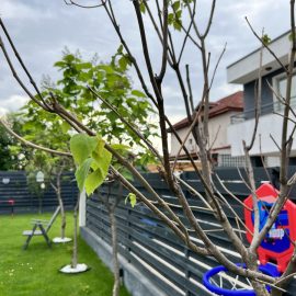 Trompetenbaum im Frühjahr gepflanzt – langsames Wachstum ARM DE Community