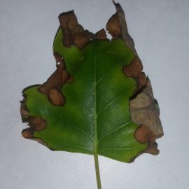 Tulpenbaum – warum werden die Blätter braun? ARM DE Community