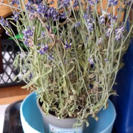 Wie rettet man eine verwelkte Lavendelpflanze? ARM DE Community