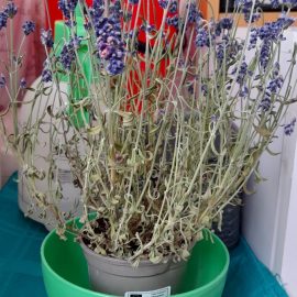 Wie rettet man eine verwelkte Lavendelpflanze? ARM DE Community