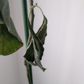 Avocado – getrocknete Blätter nach dem Umpflanzen ARM DE Community