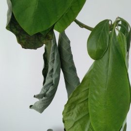 Avocado – getrocknete Blätter nach dem Umpflanzen ARM DE Community