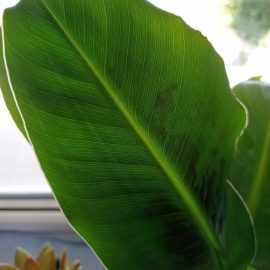 Bananenbaum – Flecken auf den Blättern ARM DE Community