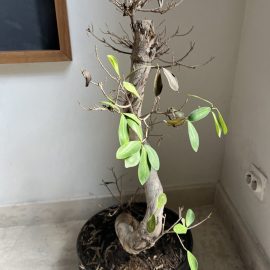 Bonsai – Blätter vertrocknen und fallen ab ARM DE Community