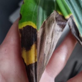 Dracaena, schwarze Flecken mit gelber Umrandung auf den Blättern ARM DE Community