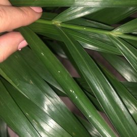 Dypsis lutescens – braune Spitzen und Blätter ARM DE Community