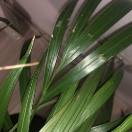Dypsis lutescens – braune Spitzen und Blätter ARM DE Community