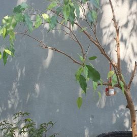 Ficus benjamina, spärliche Blätter, zu wenig Licht ARM DE Community