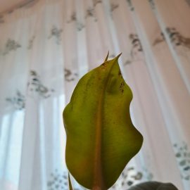 Ficus, gekräuselte Blätter mit rostigen Flecken ARM DE Community