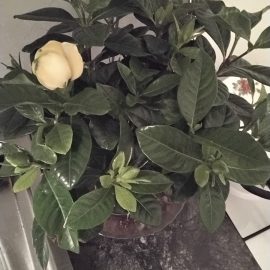 Gardenia – vergilbende Knospen vor der Blüte ARM DE Community